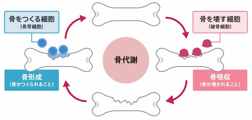 骨代謝のイメージ
