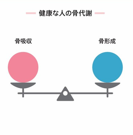 健康な人の骨代謝